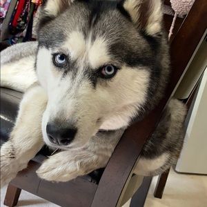 Meet your Posher, Ambrose